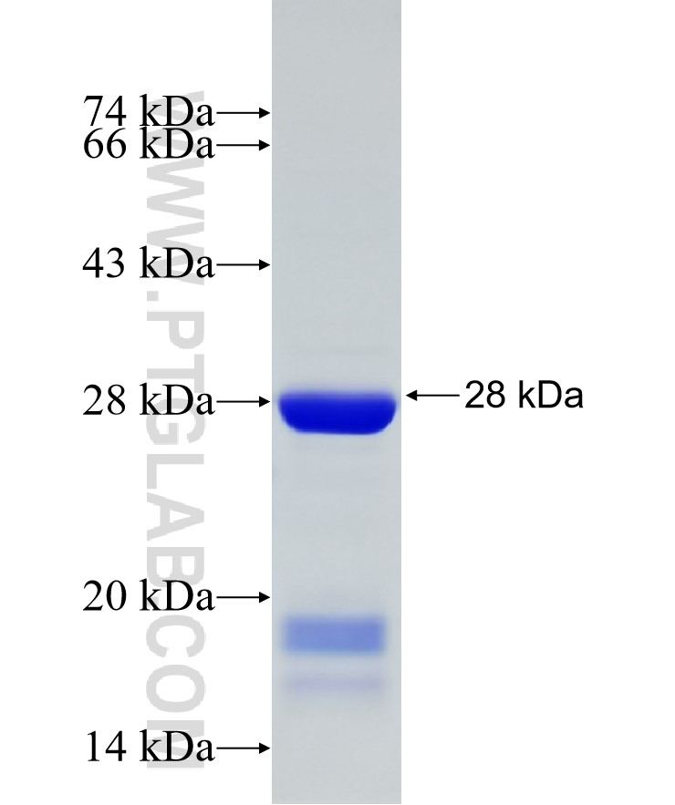 RAGE fusion protein Ag29406 SDS-PAGE