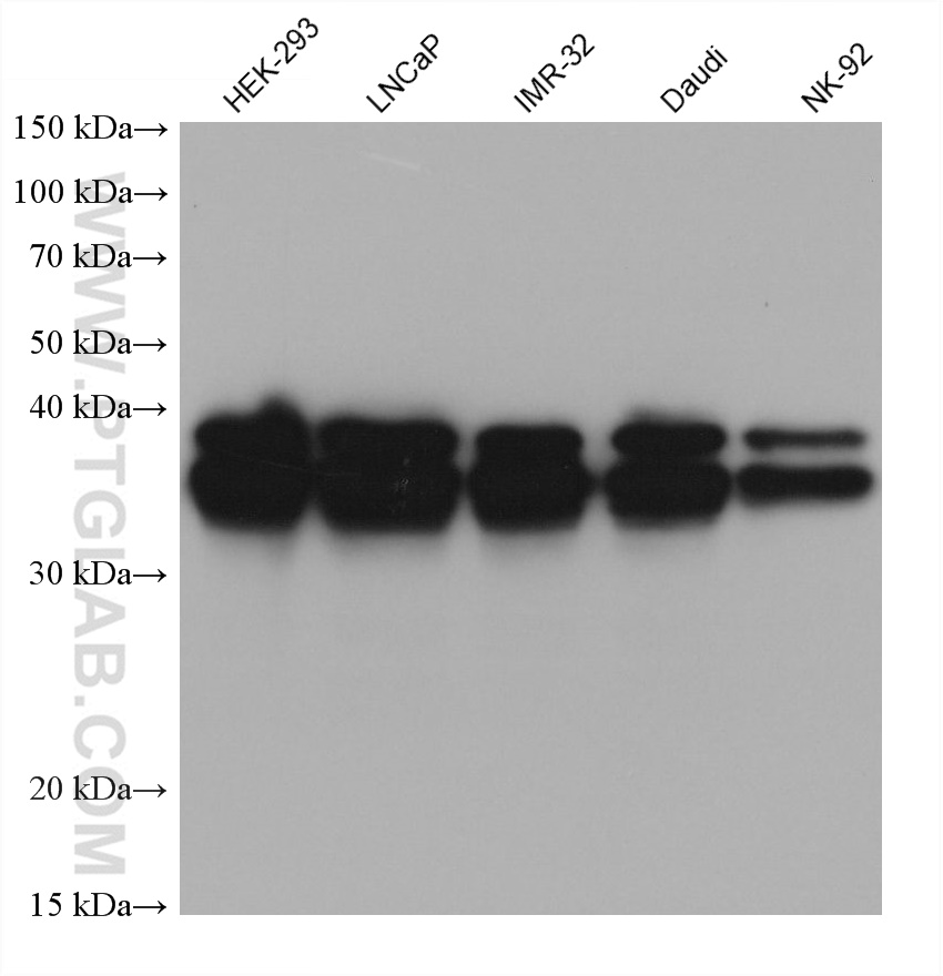 Western Blot (WB) analysis of various lysates using RALYL Monoclonal antibody (67534-1-Ig)