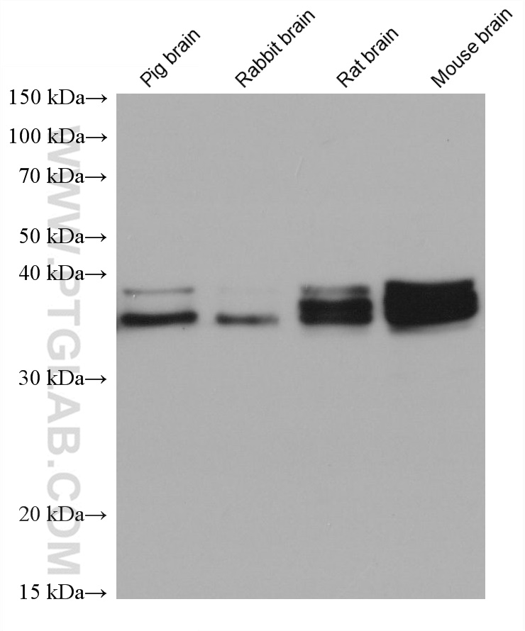 Western Blot (WB) analysis of various lysates using RALYL Monoclonal antibody (67534-1-Ig)