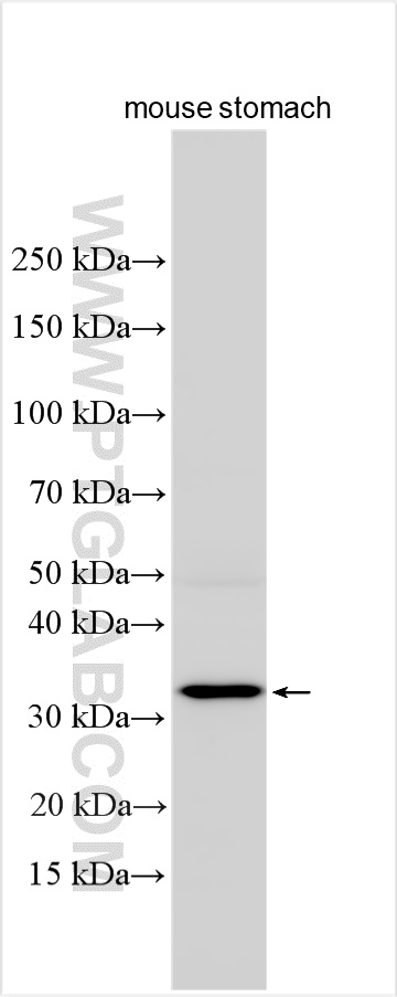 Western Blot (WB) analysis of various lysates using RAMP1 Polyclonal antibody (10327-1-AP)