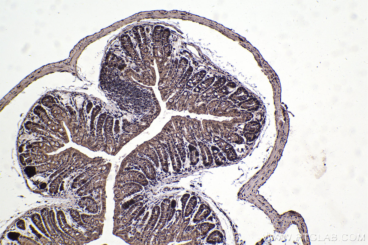 Immunohistochemistry (IHC) staining of mouse colon tissue using RAN Polyclonal antibody (10469-1-AP)