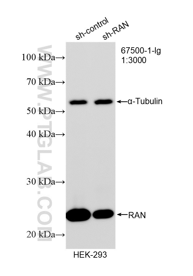 Western Blot (WB) analysis of HEK-293 cells using RAN Monoclonal antibody (67500-1-Ig)