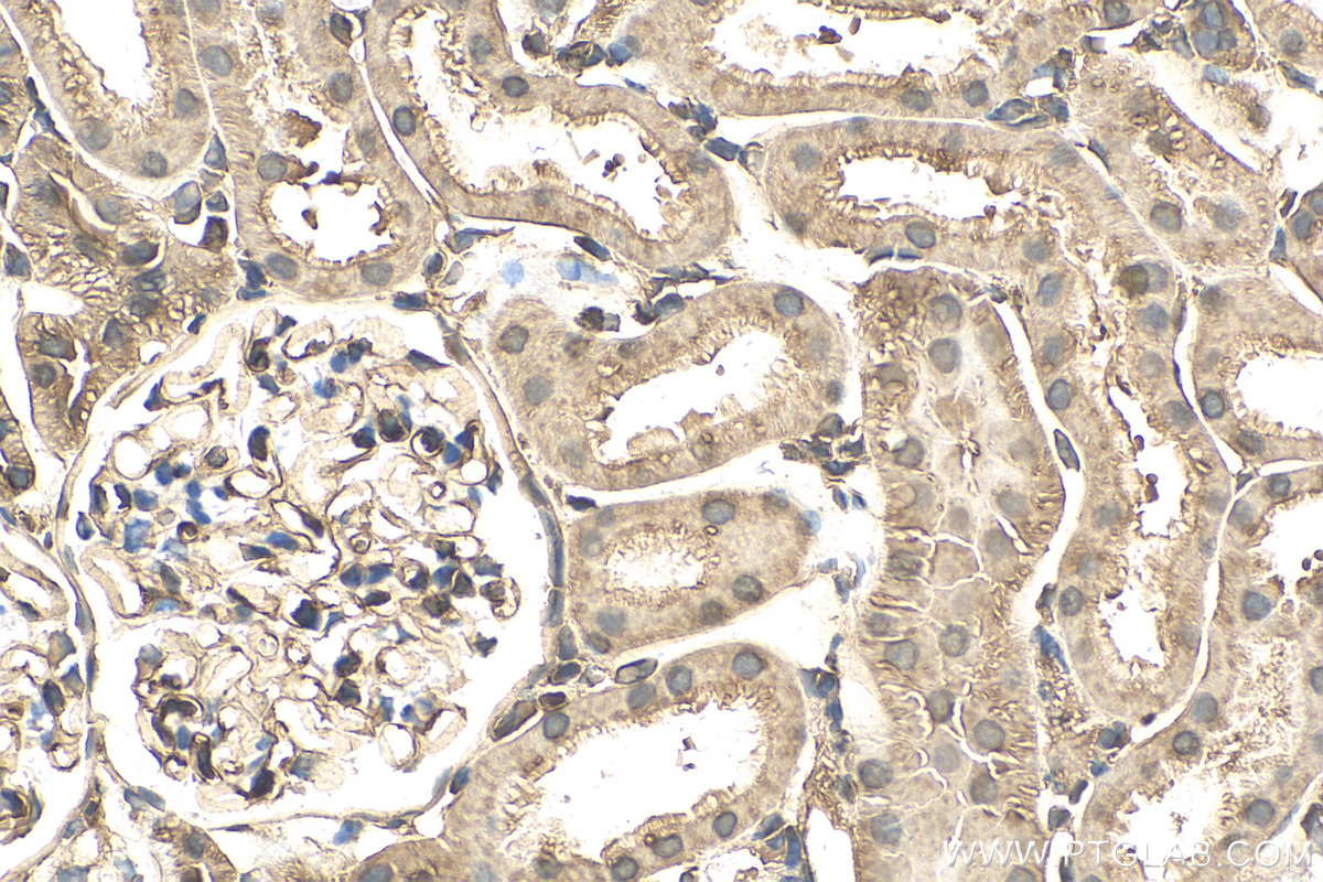 Immunohistochemistry (IHC) staining of rat kidney tissue using RAN Recombinant antibody (82978-1-RR)