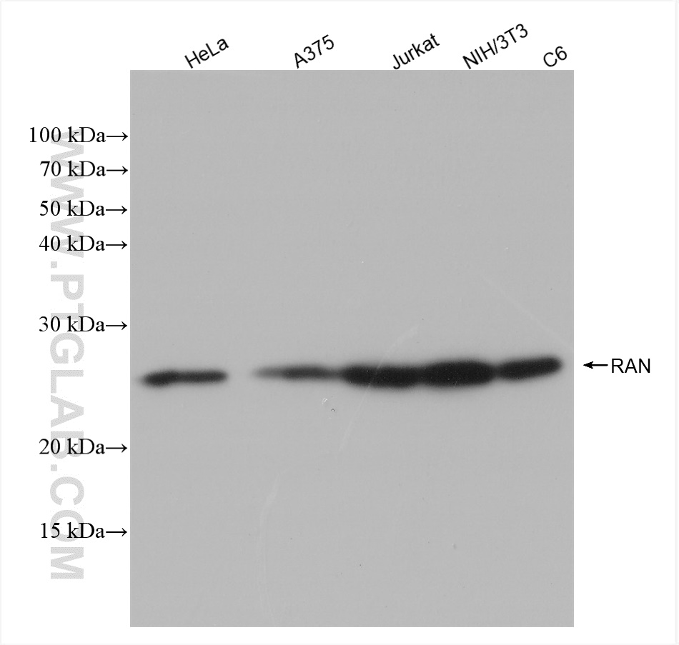 Western Blot (WB) analysis of various lysates using RAN Recombinant antibody (82978-1-RR)