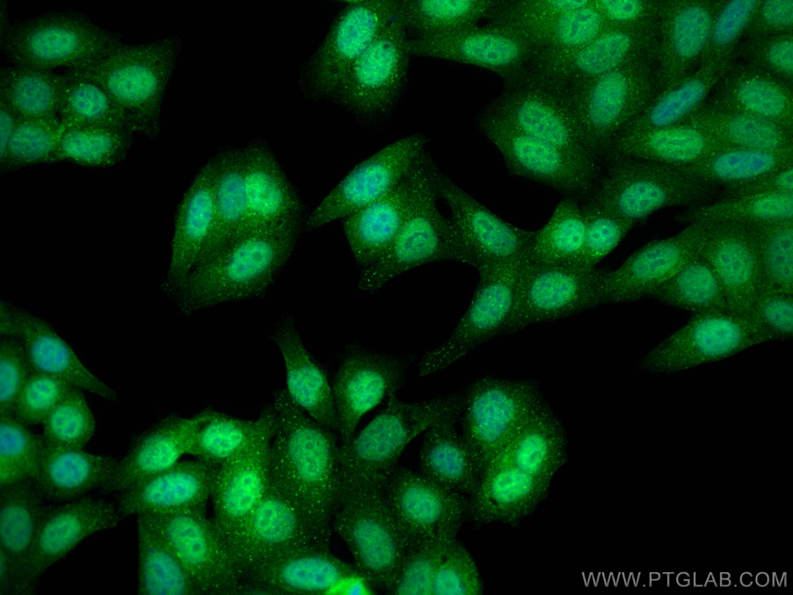 Immunofluorescence (IF) / fluorescent staining of HepG2 cells using RANBP3 Polyclonal antibody (27168-1-AP)