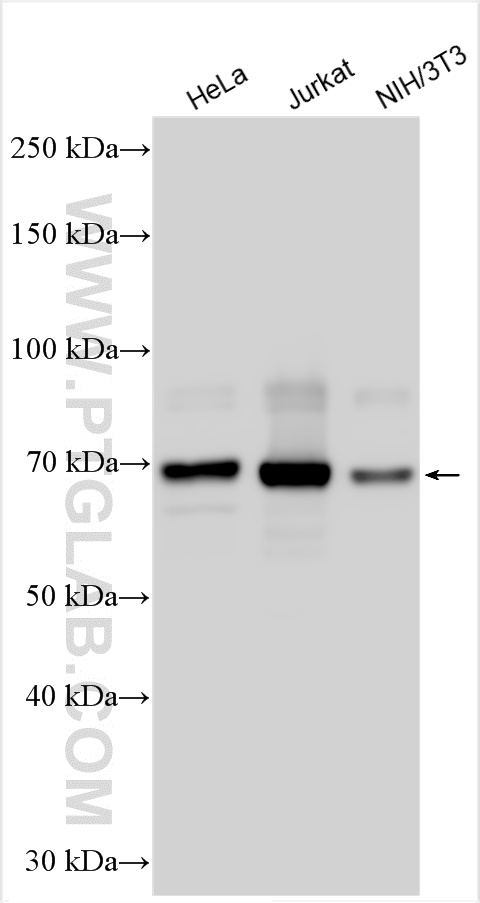 Western Blot (WB) analysis of various lysates using RANBP3 Polyclonal antibody (27168-1-AP)