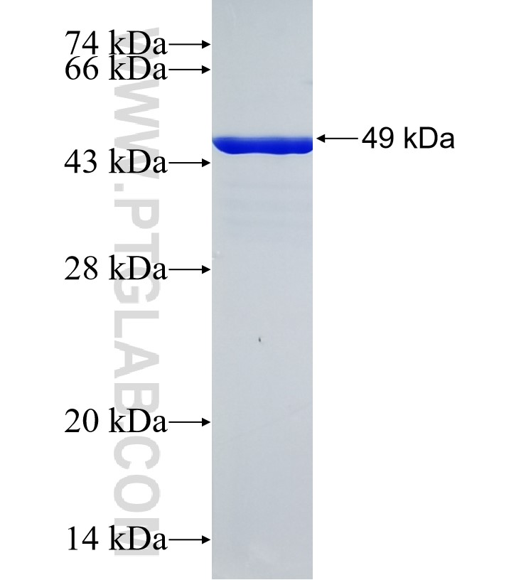 RANBP3 fusion protein Ag26000 SDS-PAGE