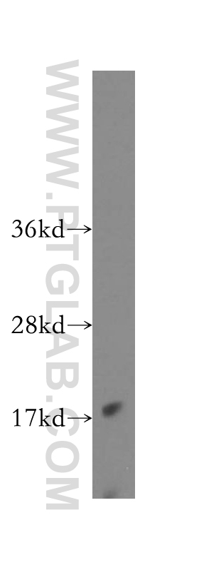 Western Blot (WB) analysis of mouse lung tissue using RANGRF Polyclonal antibody (10552-1-AP)