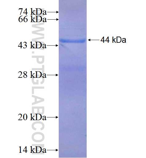 RANGRF fusion protein Ag0824 SDS-PAGE