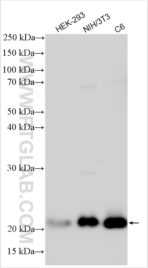 Western Blot (WB) analysis of various lysates using RAP1A Polyclonal antibody (16336-1-AP)