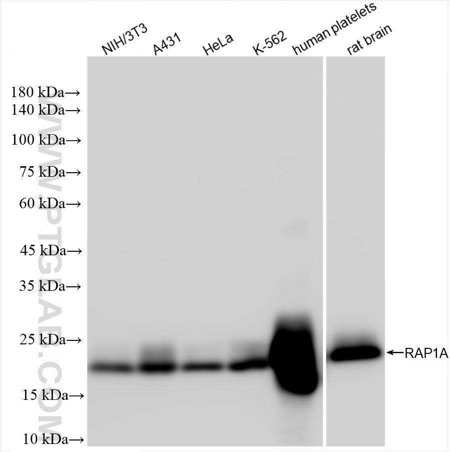 Western Blot (WB) analysis of various lysates using RAP1A Recombinant antibody (83708-2-RR)