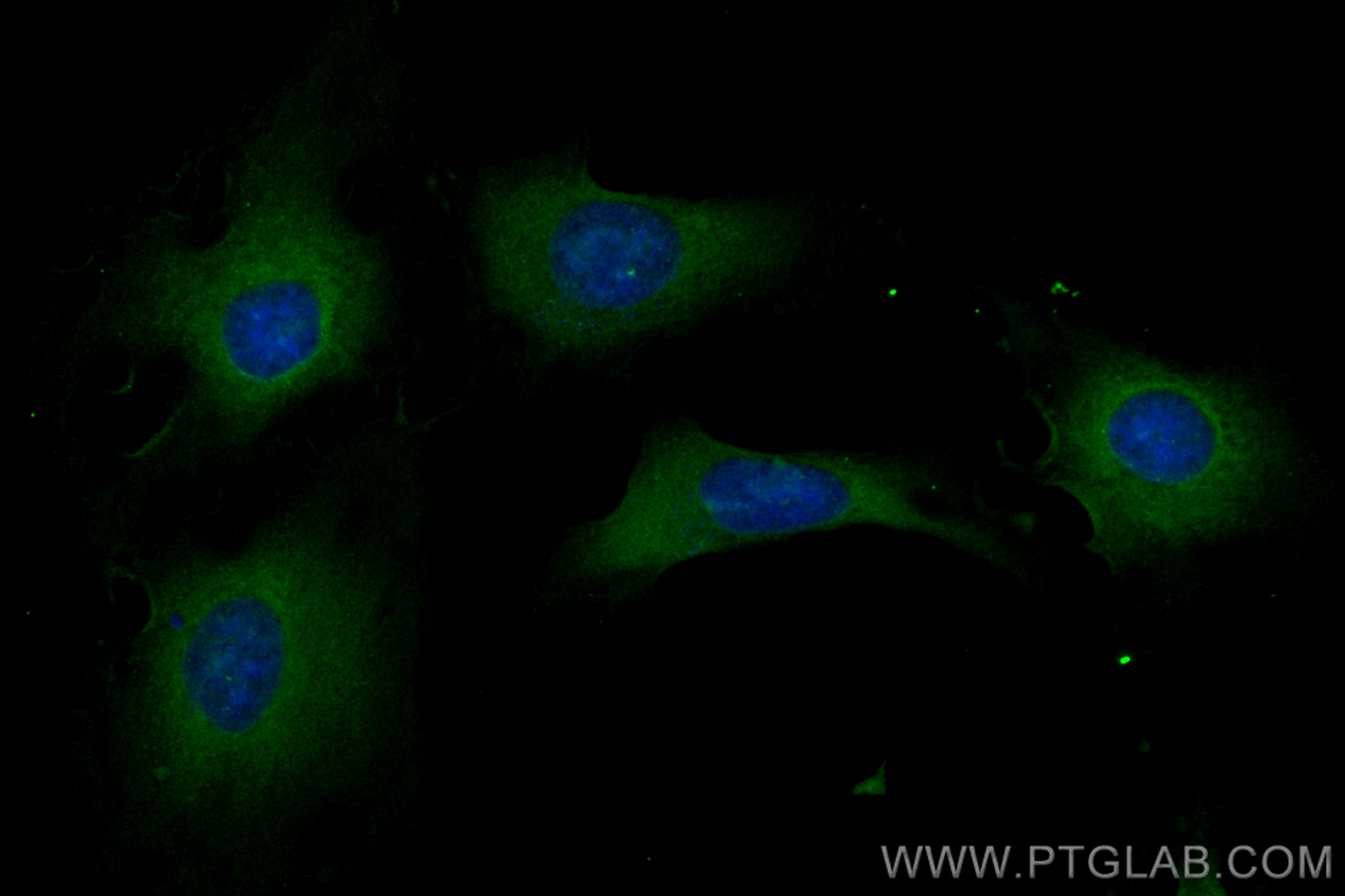 Immunofluorescence (IF) / fluorescent staining of HeLa cells using CoraLite® Plus 488-conjugated RAP1A Recombinant an (CL488-83708)