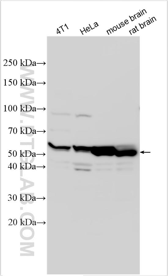 Western Blot (WB) analysis of various lysates using RAP1GDS1 Polyclonal antibody (10377-1-AP)