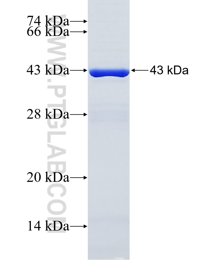 RAPGEF2 fusion protein Ag35288 SDS-PAGE