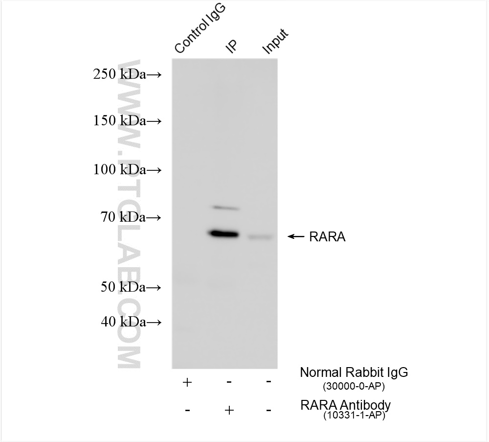 Immunoprecipitation (IP) experiment of HeLa cells using RARA Polyclonal antibody (10331-1-AP)