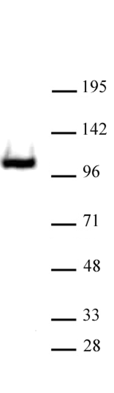 RB1 antibody (pAb) tested by Western blot. Nuclear extract (30 ug) of Jurkat cells probed with RB1 antibody at a 1:500 dilution.