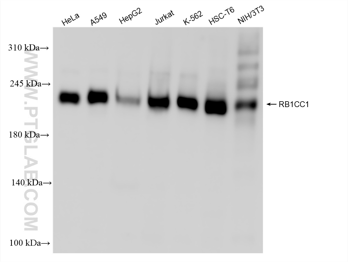 Western Blot (WB) analysis of various lysates using RB1CC1 Recombinant antibody (84757-3-RR)