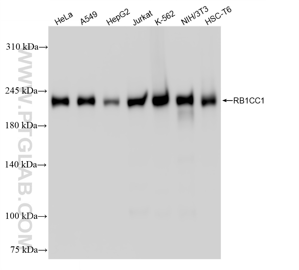 Western Blot (WB) analysis of various lysates using RB1CC1 Recombinant antibody (84757-4-RR)