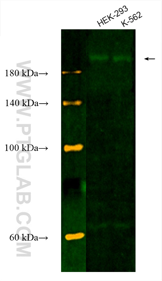 Western Blot (WB) analysis of various lysates using CoraLite® Plus 488-conjugated RB1CC1 Polyclonal an (CL488-17250)