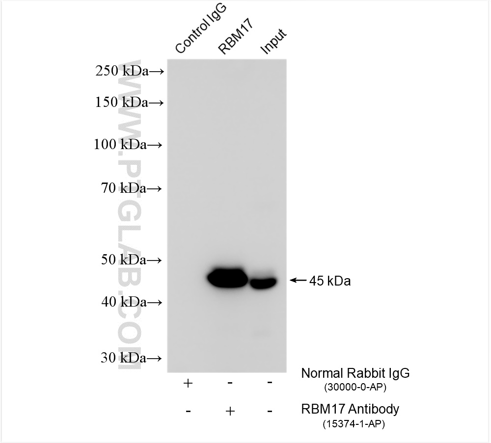 Immunoprecipitation (IP) experiment of MCF-7 cells using RBM17 Polyclonal antibody (15374-1-AP)