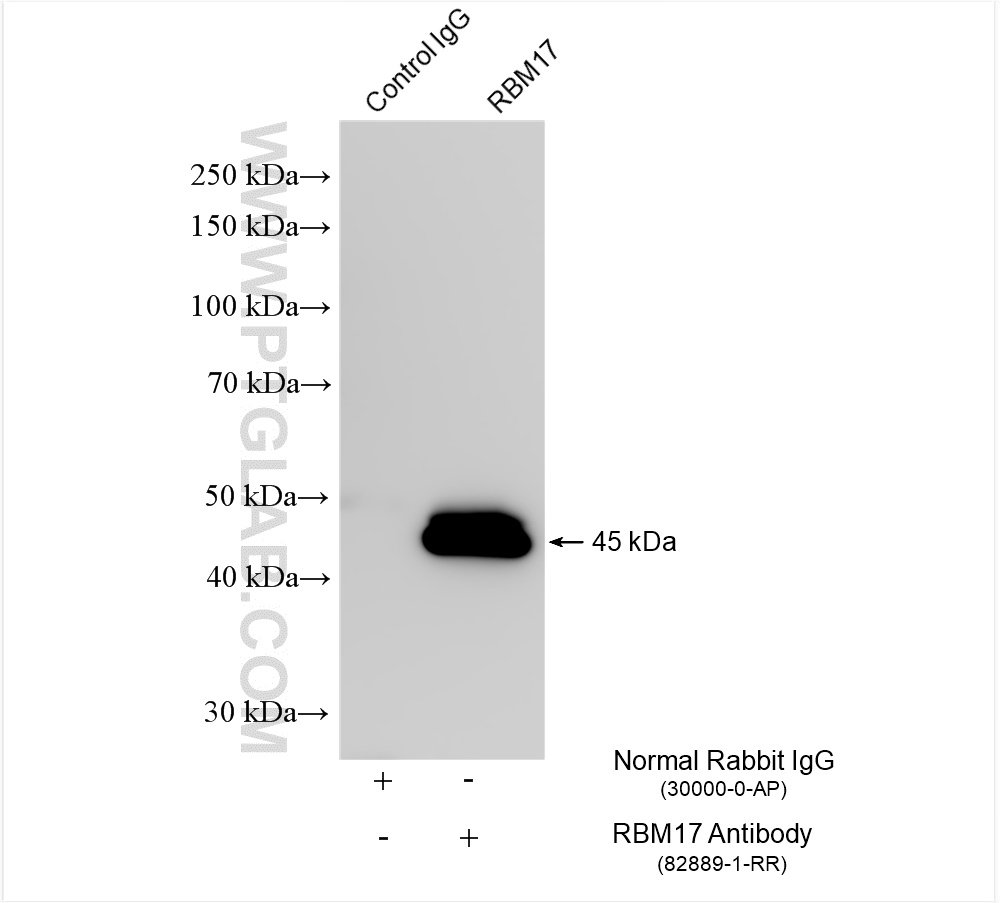 Immunoprecipitation (IP) experiment of MCF-7 cells using RBM17 Recombinant antibody (82889-1-RR)