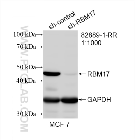 Western Blot (WB) analysis of MCF-7 cells using RBM17 Recombinant antibody (82889-1-RR)