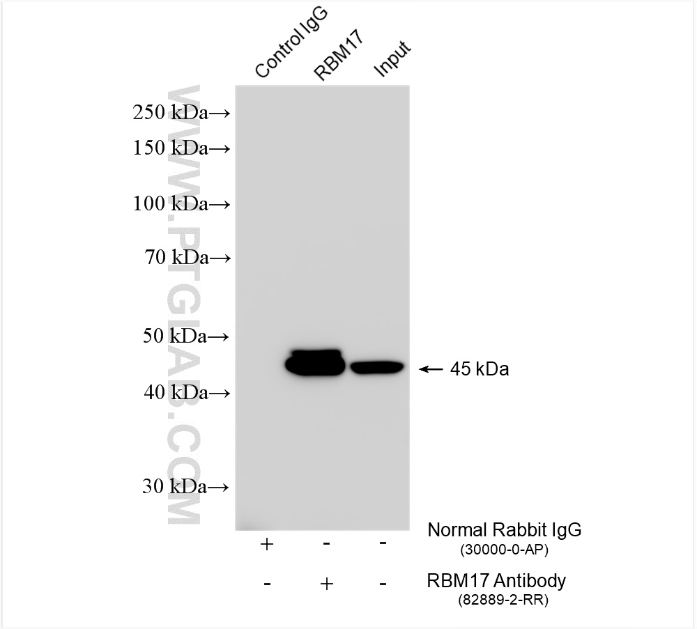 Immunoprecipitation (IP) experiment of MCF-7 cells using RBM17 Recombinant antibody (82889-2-RR)