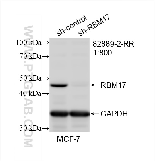 Western Blot (WB) analysis of MCF-7 cells using RBM17 Recombinant antibody (82889-2-RR)