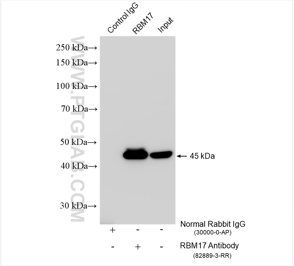 Immunoprecipitation (IP) experiment of MCF-7 cells using RBM17 Recombinant antibody (82889-3-RR)