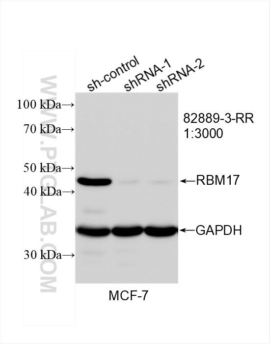 Western Blot (WB) analysis of MCF-7 cells using RBM17 Recombinant antibody (82889-3-RR)