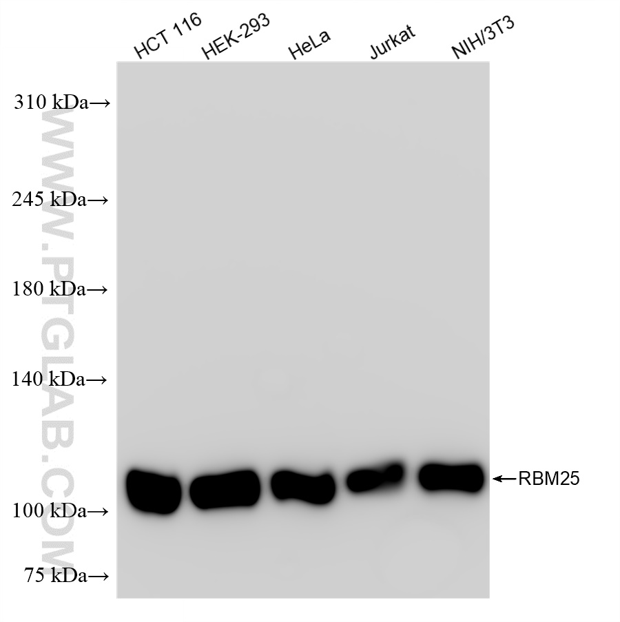 Western Blot (WB) analysis of various lysates using RBM25 Recombinant antibody (84968-4-RR)