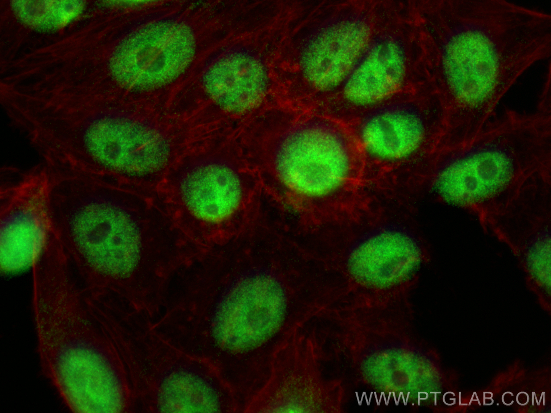 Immunofluorescence (IF) / fluorescent staining of HepG2 cells using RBM7 Polyclonal antibody (21896-1-AP)