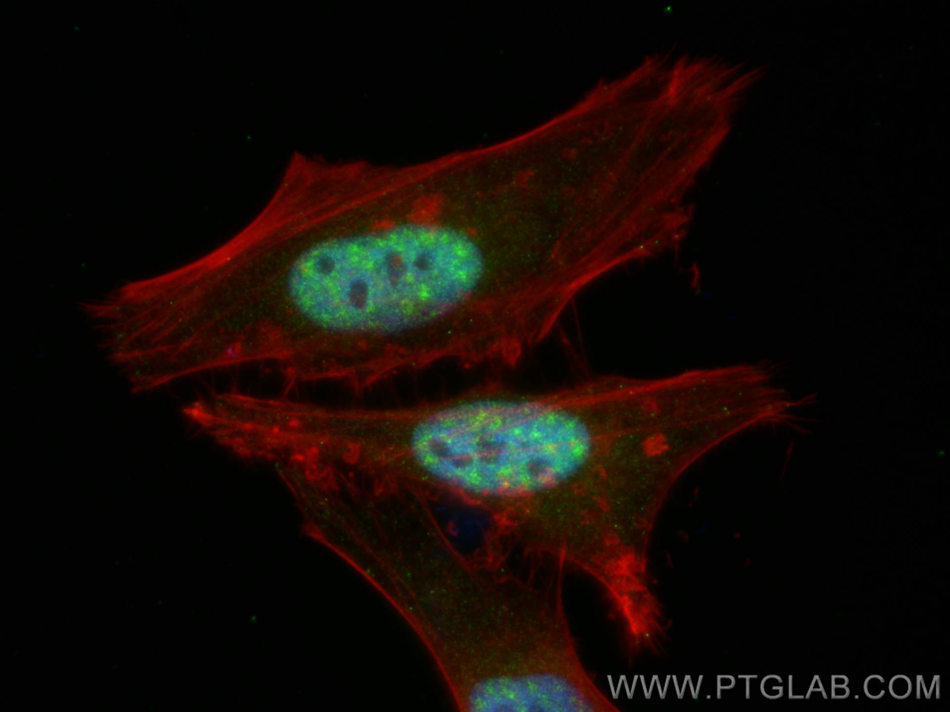 Immunofluorescence (IF) / fluorescent staining of HeLa cells using RBM8A,Y14 Polyclonal antibody (14958-1-AP)