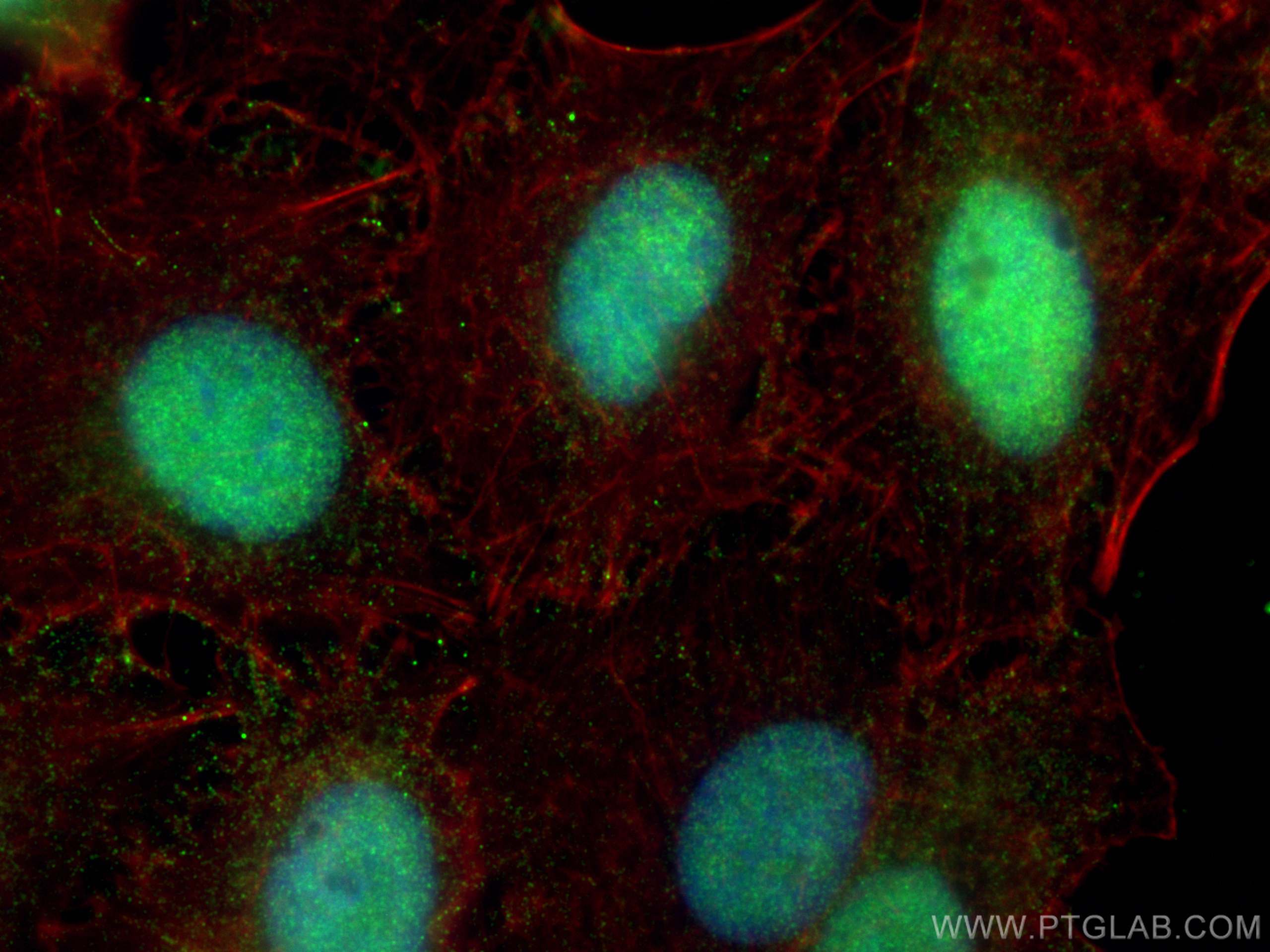 Immunofluorescence (IF) / fluorescent staining of A549 cells using RBM8A,Y14 Monoclonal antibody (67541-1-Ig)