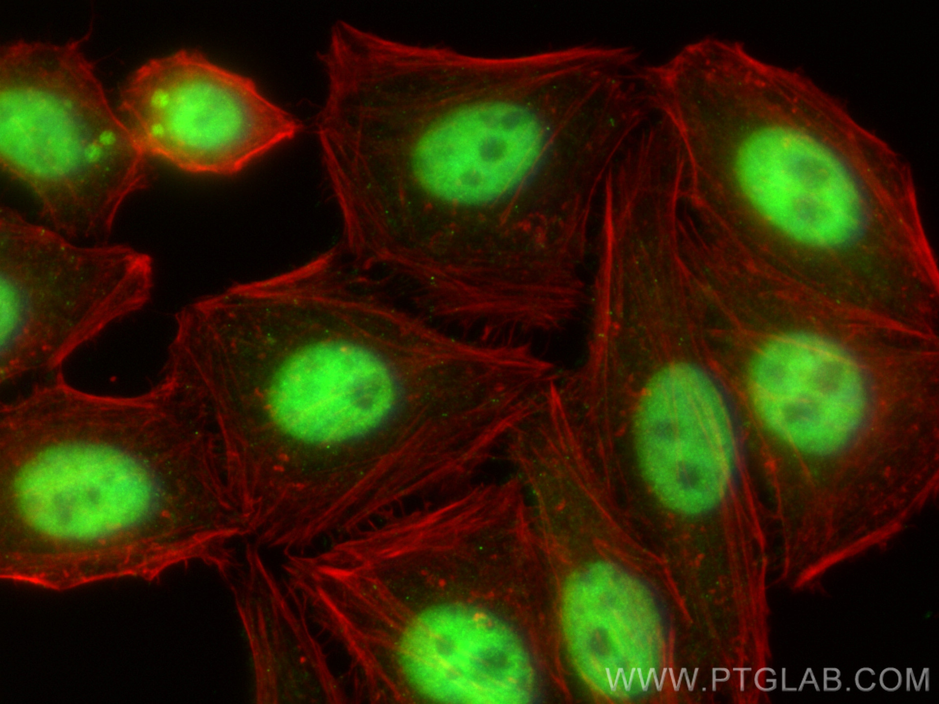 Immunofluorescence (IF) / fluorescent staining of HepG2 cells using FOX2/RBM9 Polyclonal antibody (12498-1-AP)