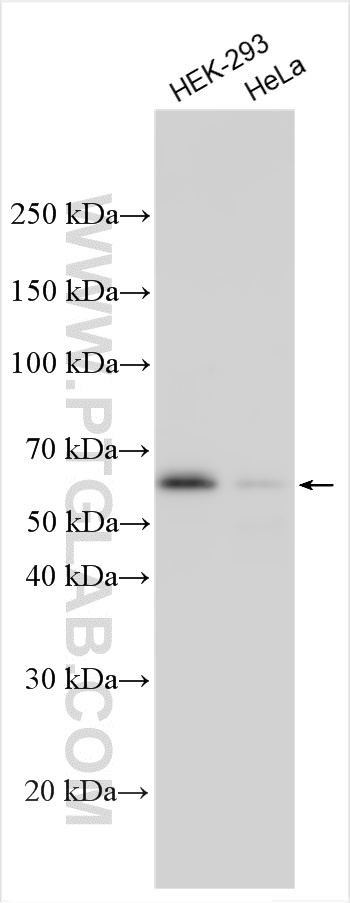 Western Blot (WB) analysis of various lysates using FOX2/RBM9 Polyclonal antibody (12498-1-AP)