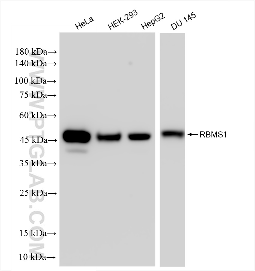 Western Blot (WB) analysis of various lysates using RBMS1 Recombinant antibody (83623-5-RR)