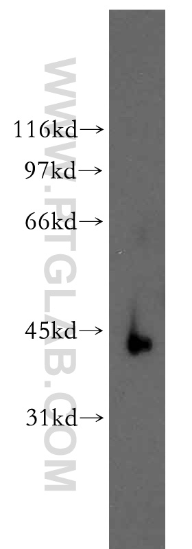 Western Blot (WB) analysis of mouse skin tissue using RBMS2 Polyclonal antibody (13166-1-AP)