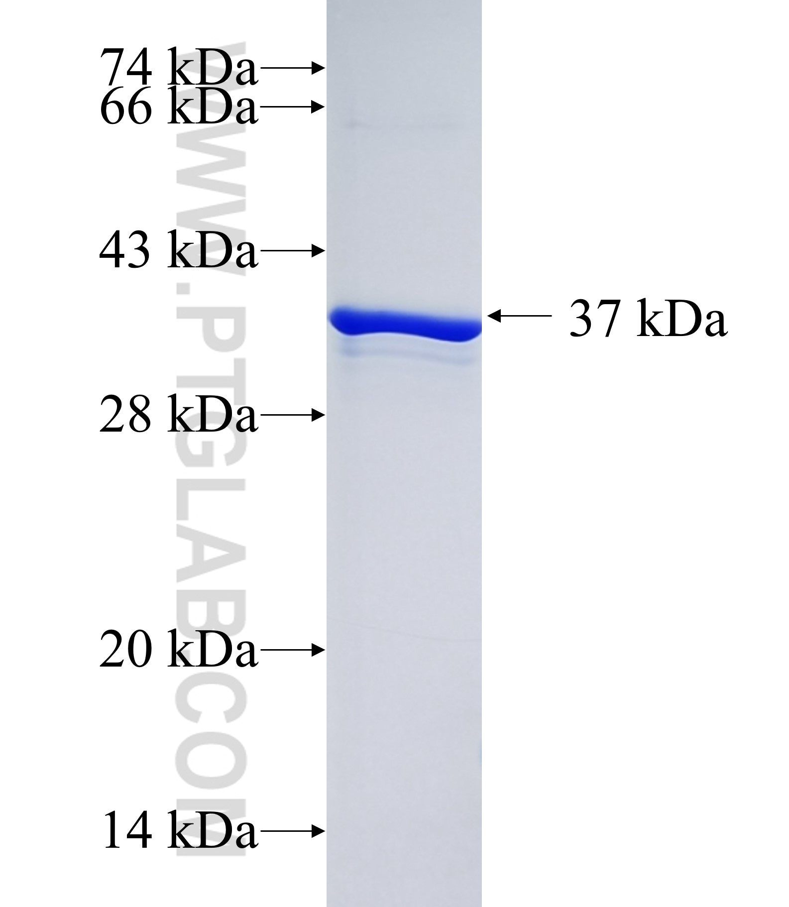 RBMXL2 fusion protein Ag27624 SDS-PAGE