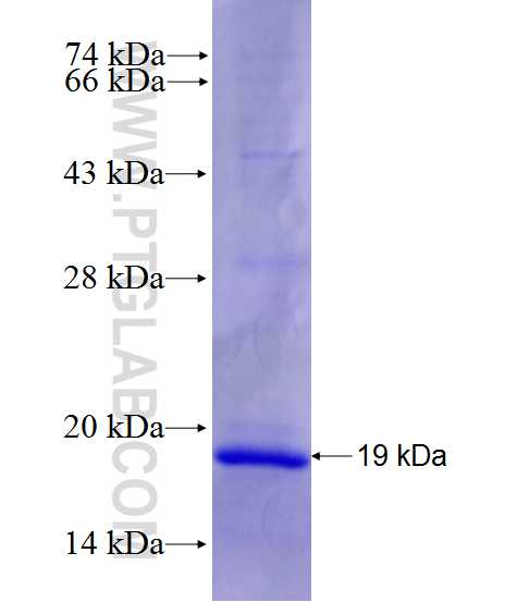 RBMXL2 fusion protein Ag27912 SDS-PAGE