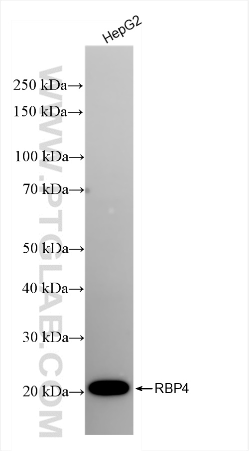 Western Blot (WB) analysis of HepG2 cells using RBP4 Recombinant antibody (84496-1-RR)