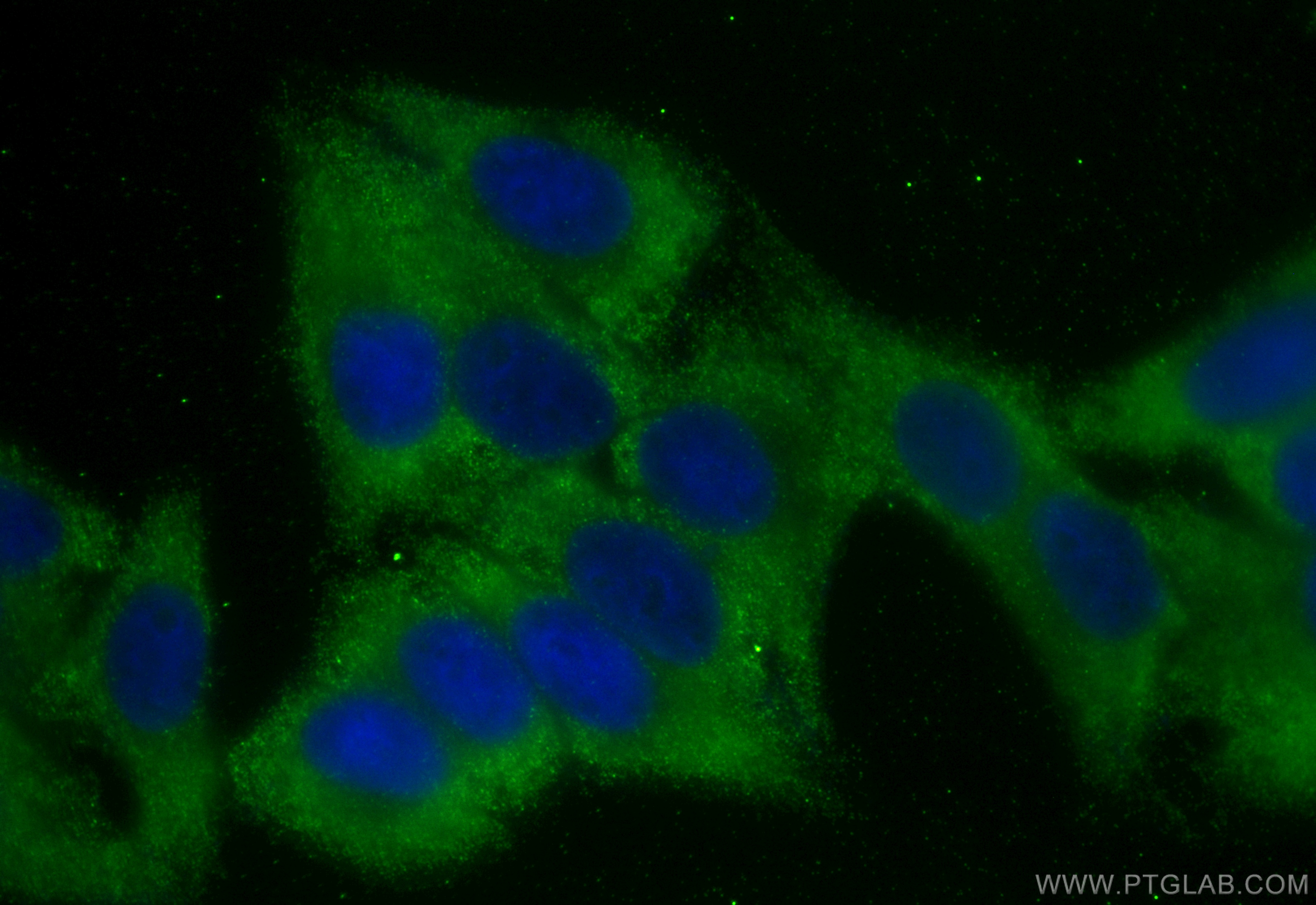 Immunofluorescence (IF) / fluorescent staining of HepG2 cells using CoraLite® Plus 488-conjugated RBP4 Monoclonal anti (CL488-66104)