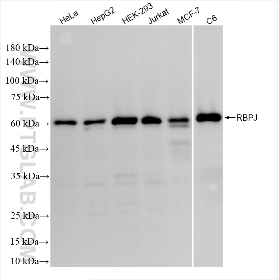 Western Blot (WB) analysis of various lysates using RBPJ Recombinant antibody (85676-3-RR)