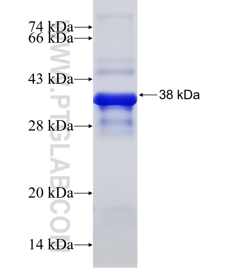 RBPJ fusion protein Ag32552 SDS-PAGE
