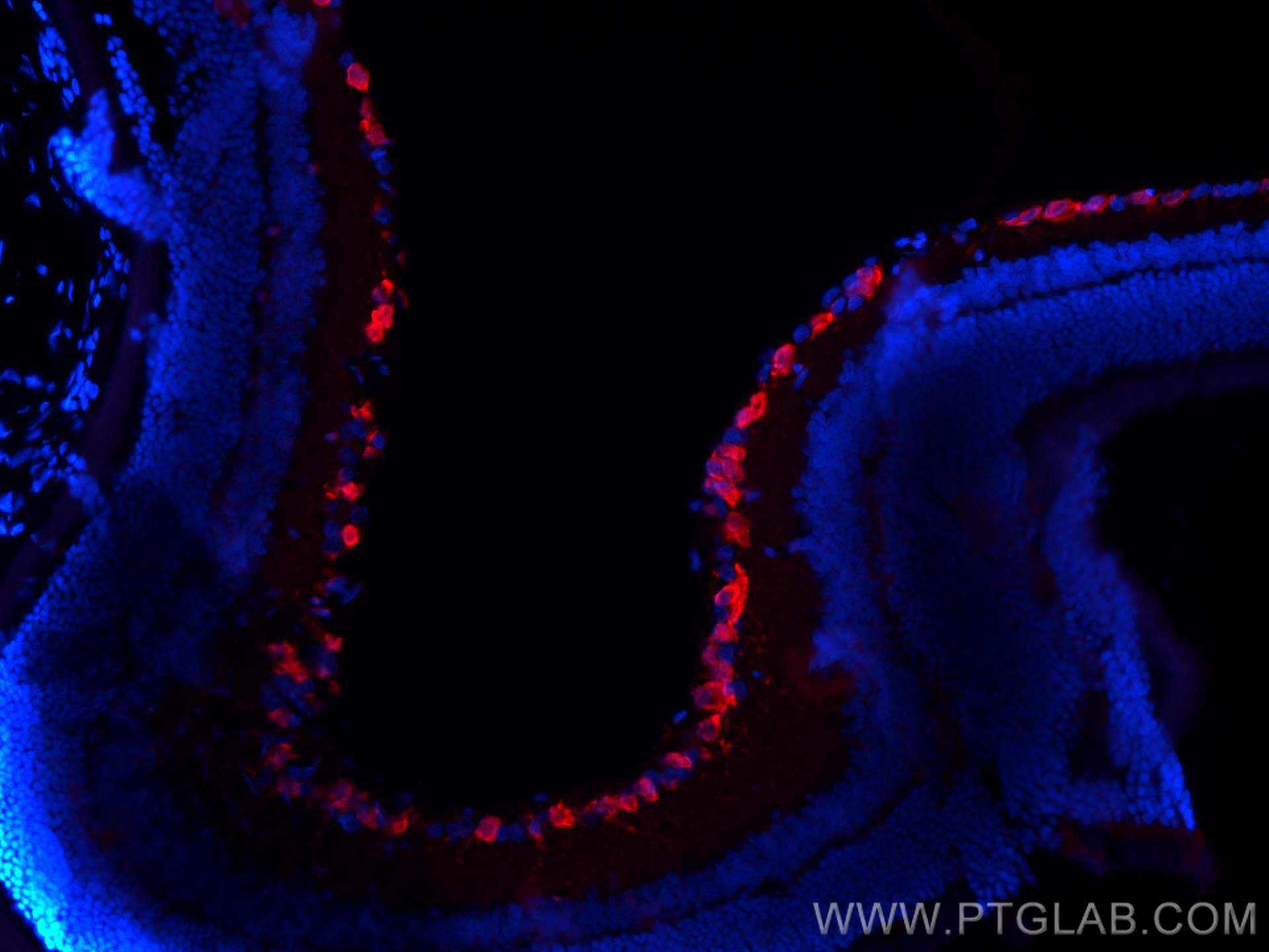 Immunofluorescence (IF) / fluorescent staining of rat eye tissue using RBPMS Polyclonal antibody (15187-1-AP)