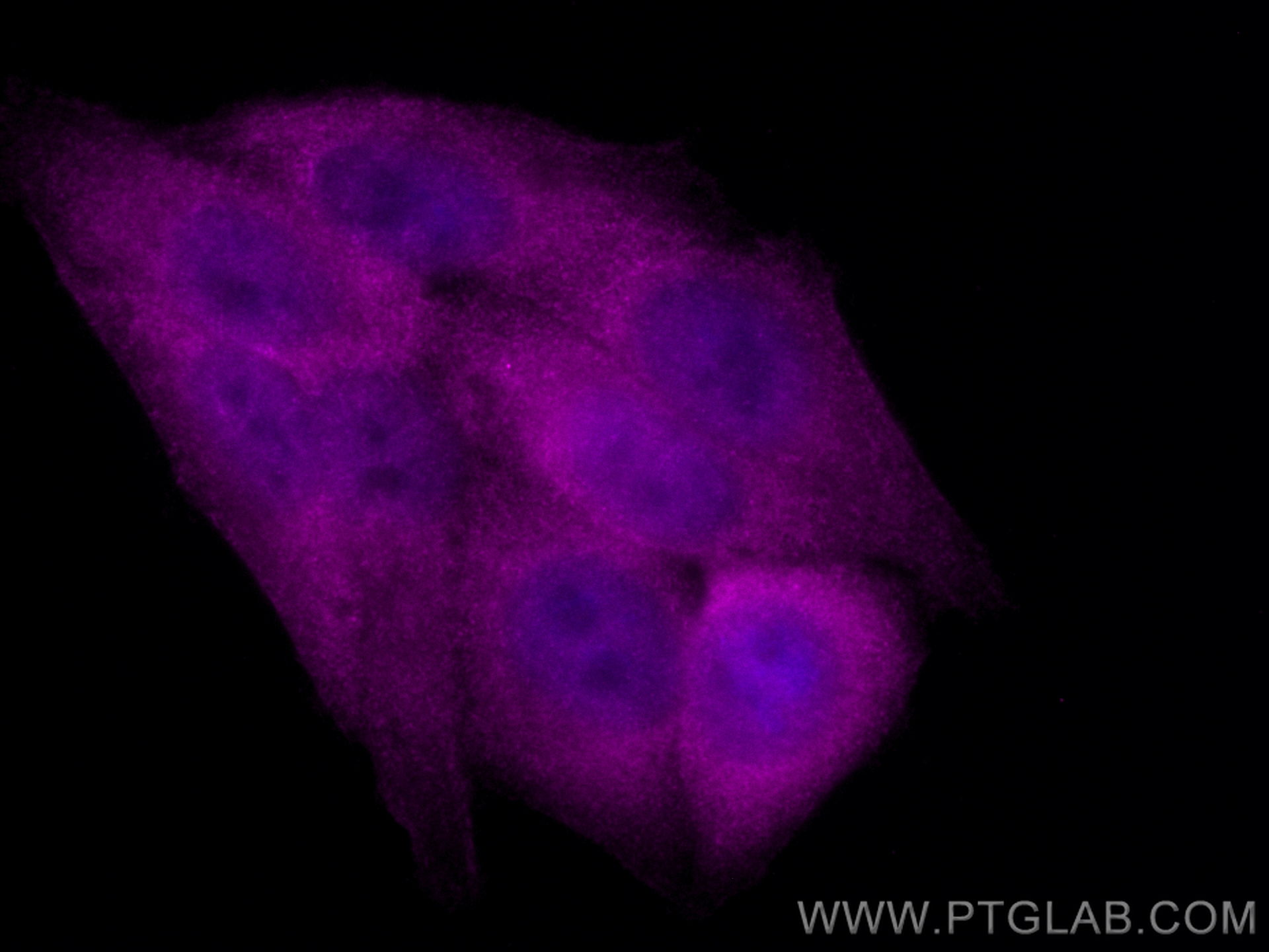 Immunofluorescence (IF) / fluorescent staining of HepG2 cells using CoraLite® Plus 647-conjugated RBPMS Polyclonal ant (CL647-15187)