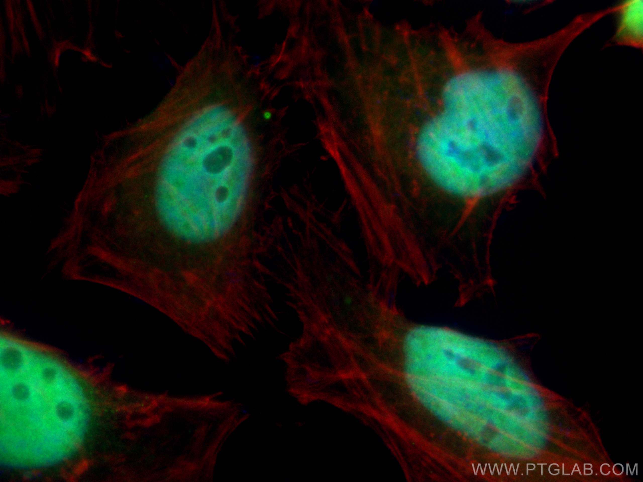 Immunofluorescence (IF) / fluorescent staining of HeLa cells using CoraLite® Plus 488-conjugated RBX1 Monoclonal anti (CL488-66716)