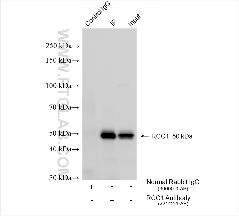 Immunoprecipitation (IP) experiment of HEK-293 cells using RCC1 Polyclonal antibody (22142-1-AP)