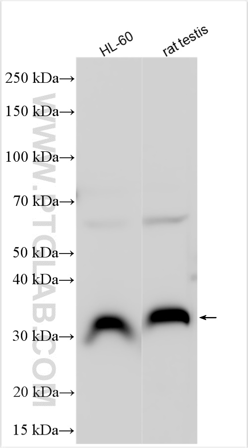 Western Blot (WB) analysis of various lysates using Pirh2 Polyclonal antibody (13820-1-AP)