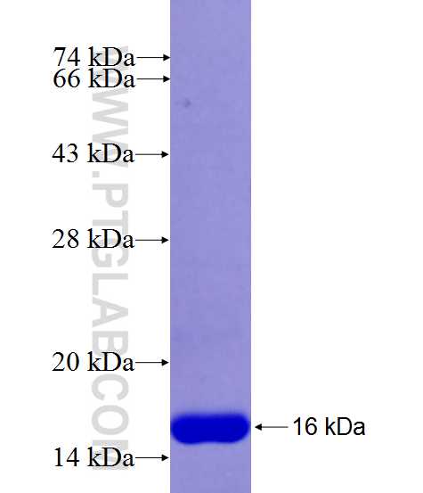 RCN3 fusion protein Ag26605 SDS-PAGE